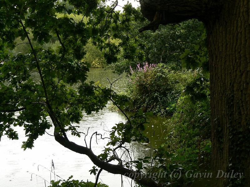 The woods near Sissinghurst Castle P1120861.JPG